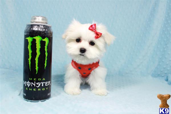 lvpuppyheaven Picture 3
